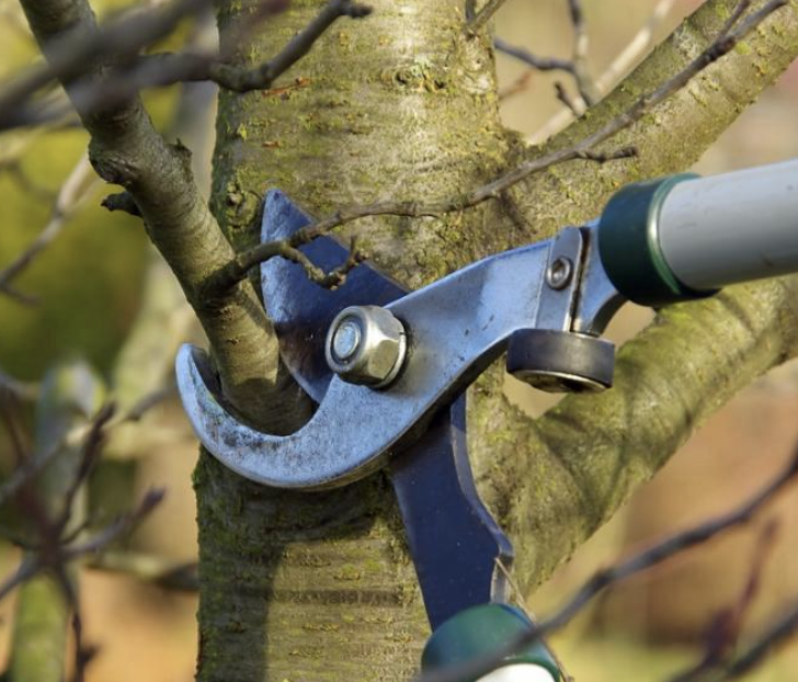 Élagage chantier Davron